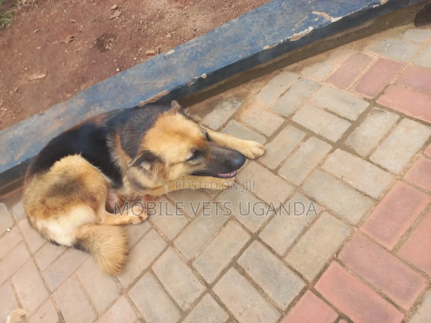 3-6 months Male Purebred German Shepherd