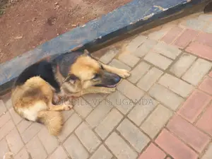 3-6 months Male Purebred German Shepherd