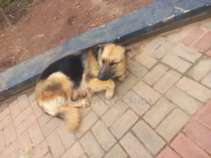 1+ year Female Purebred German Shepherd