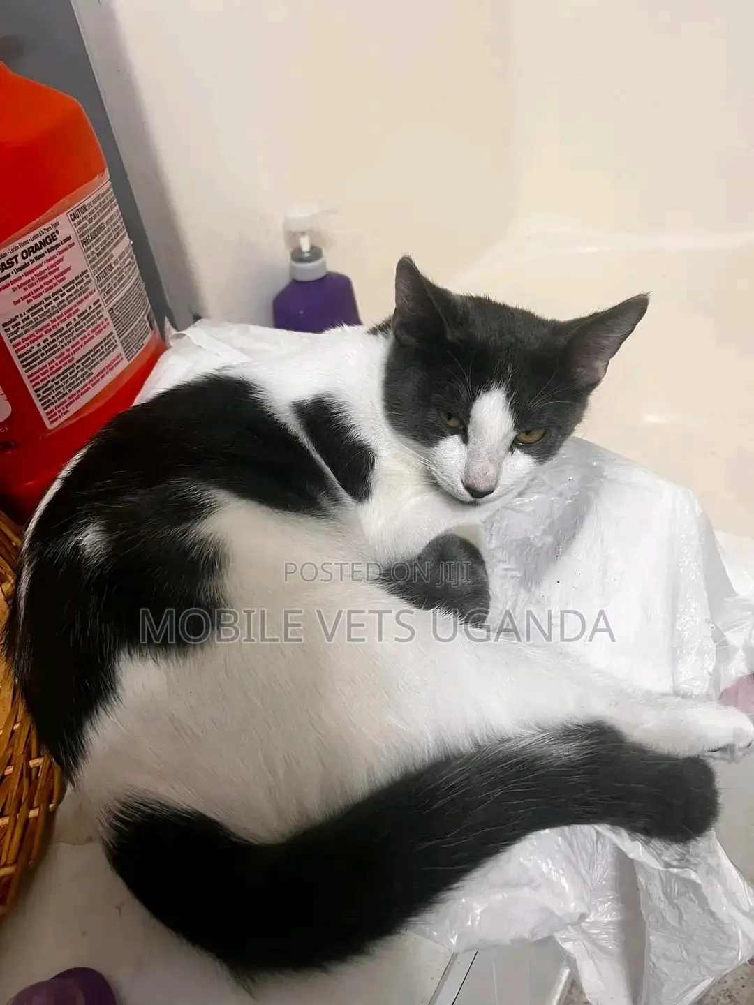 3-6 months Male Purebred American Shorthair