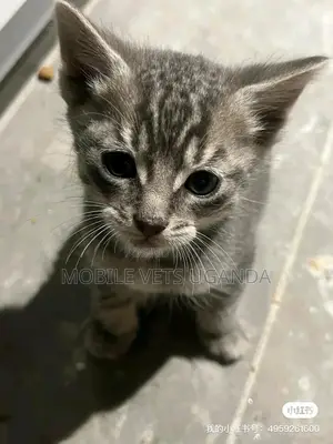 1-3 months Female Purebred American Bobtail