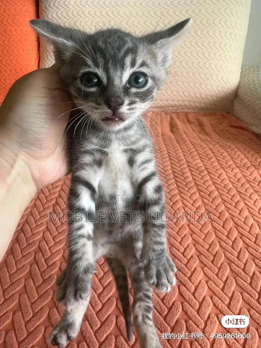 1-3 months Male Purebred American Wirehair