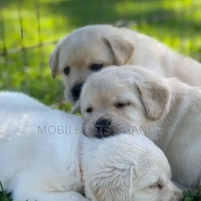1-3 months Female Purebred Labrador Retriever