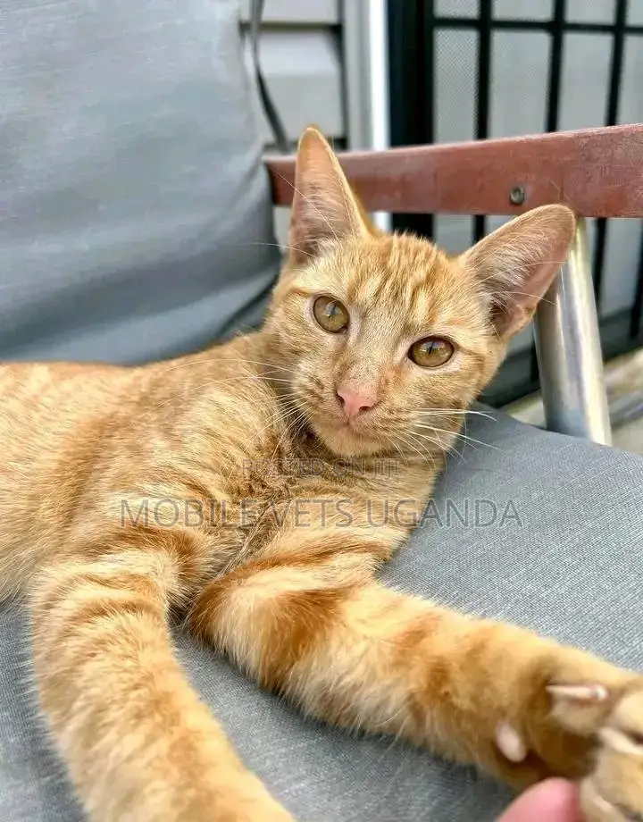 1-3 months Female Purebred Tabby