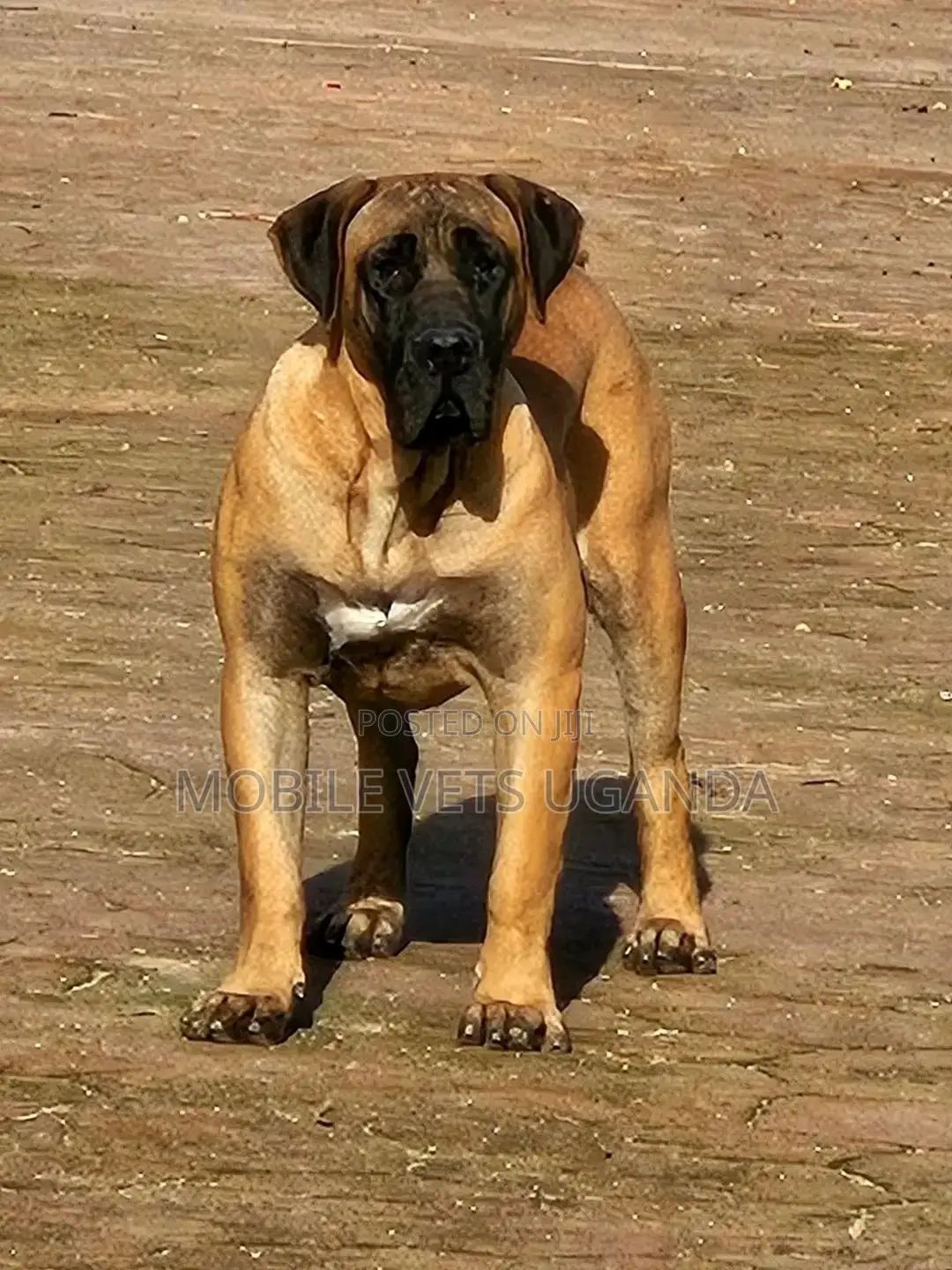 6-12 months Male Purebred Boerboel