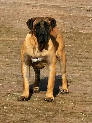 6-12 months Male Purebred Boerboel