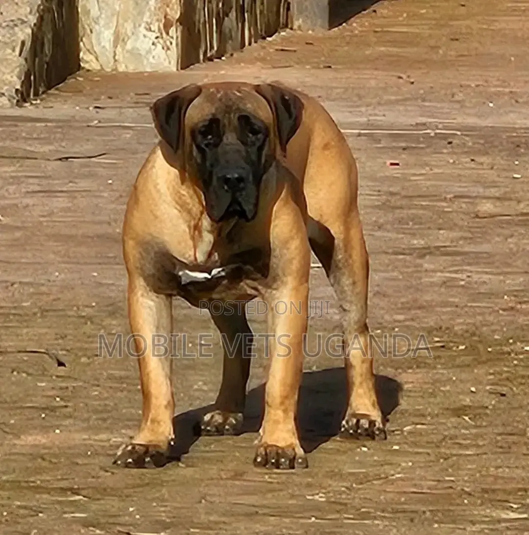 1+ year Male Purebred Boerboel