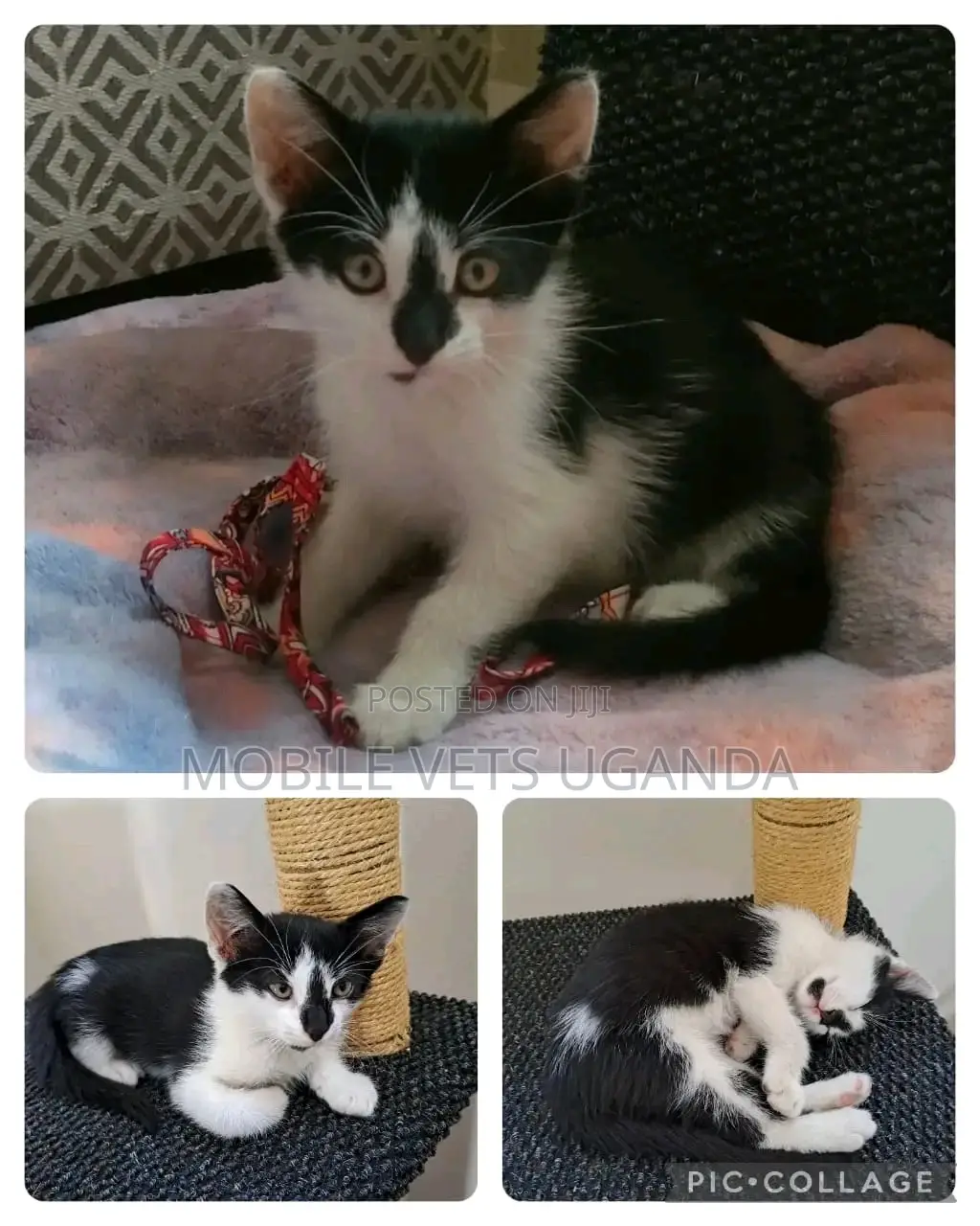 3-6 months Female Purebred American Bobtail