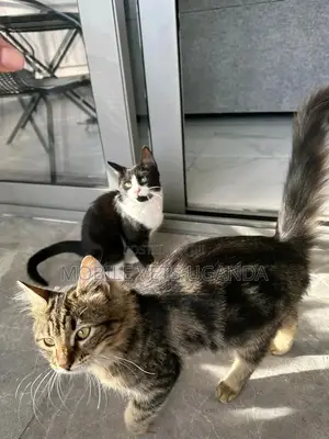 3-6 months Female Purebred American Shorthair