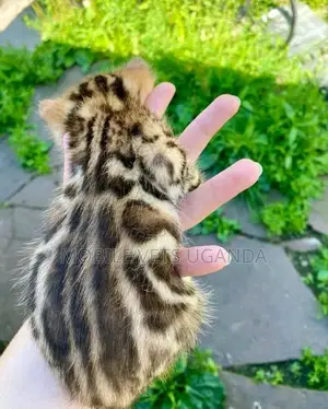 1-3 months Male Purebred American Bobtail