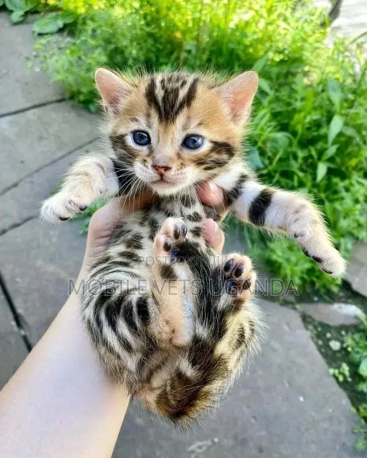 0-1 month Female Purebred American Bobtail