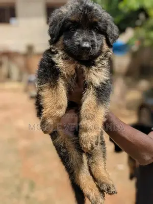 1-3 months Male Purebred German Shepherd