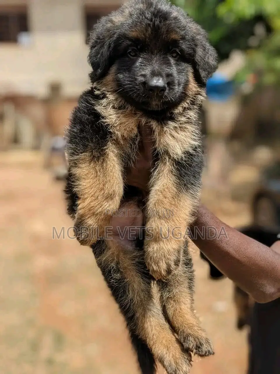 1-3 months Male Purebred German Shepherd