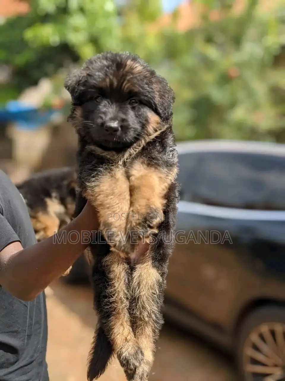 3-6 months Male Purebred German Shepherd