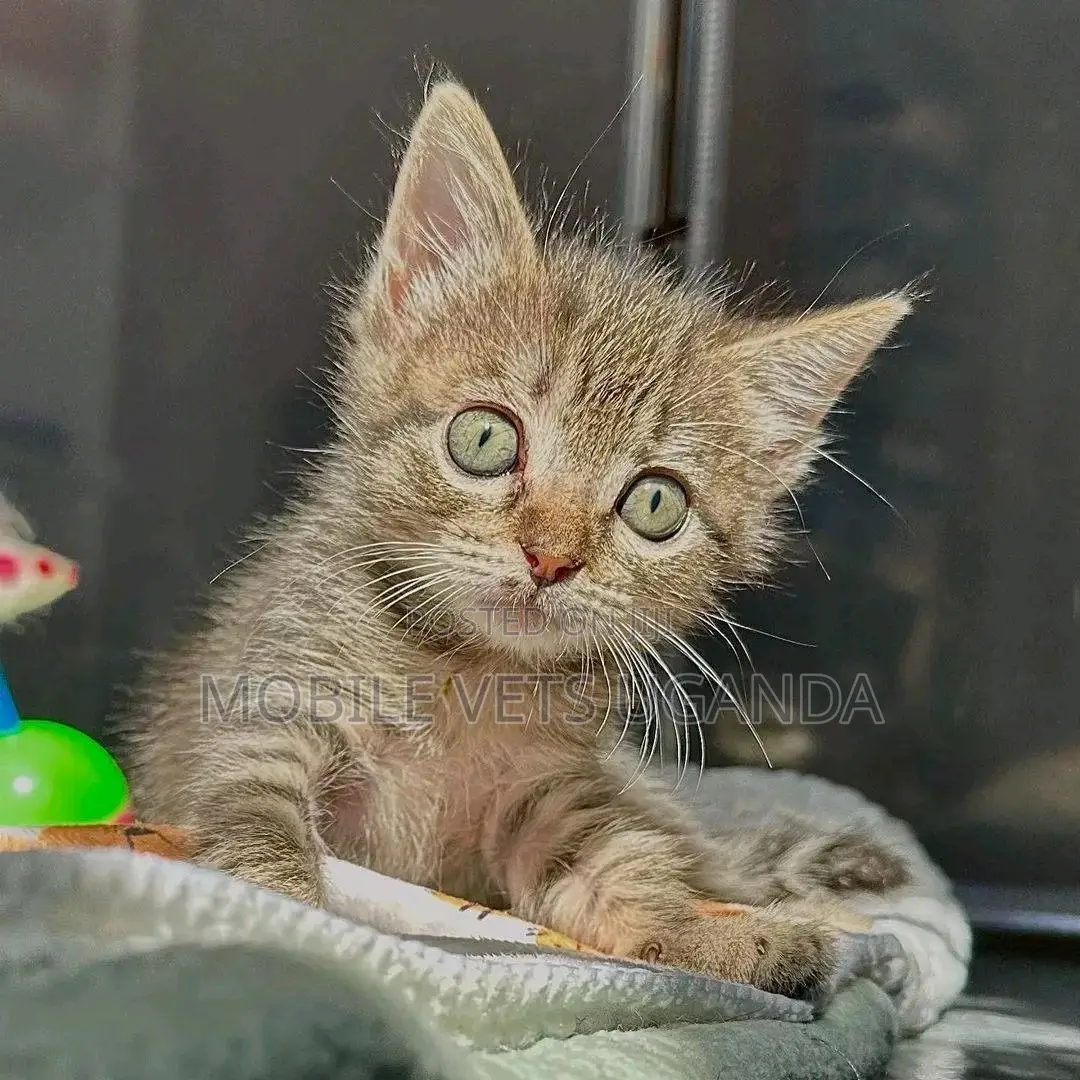 1-3 months Male Purebred American Curl