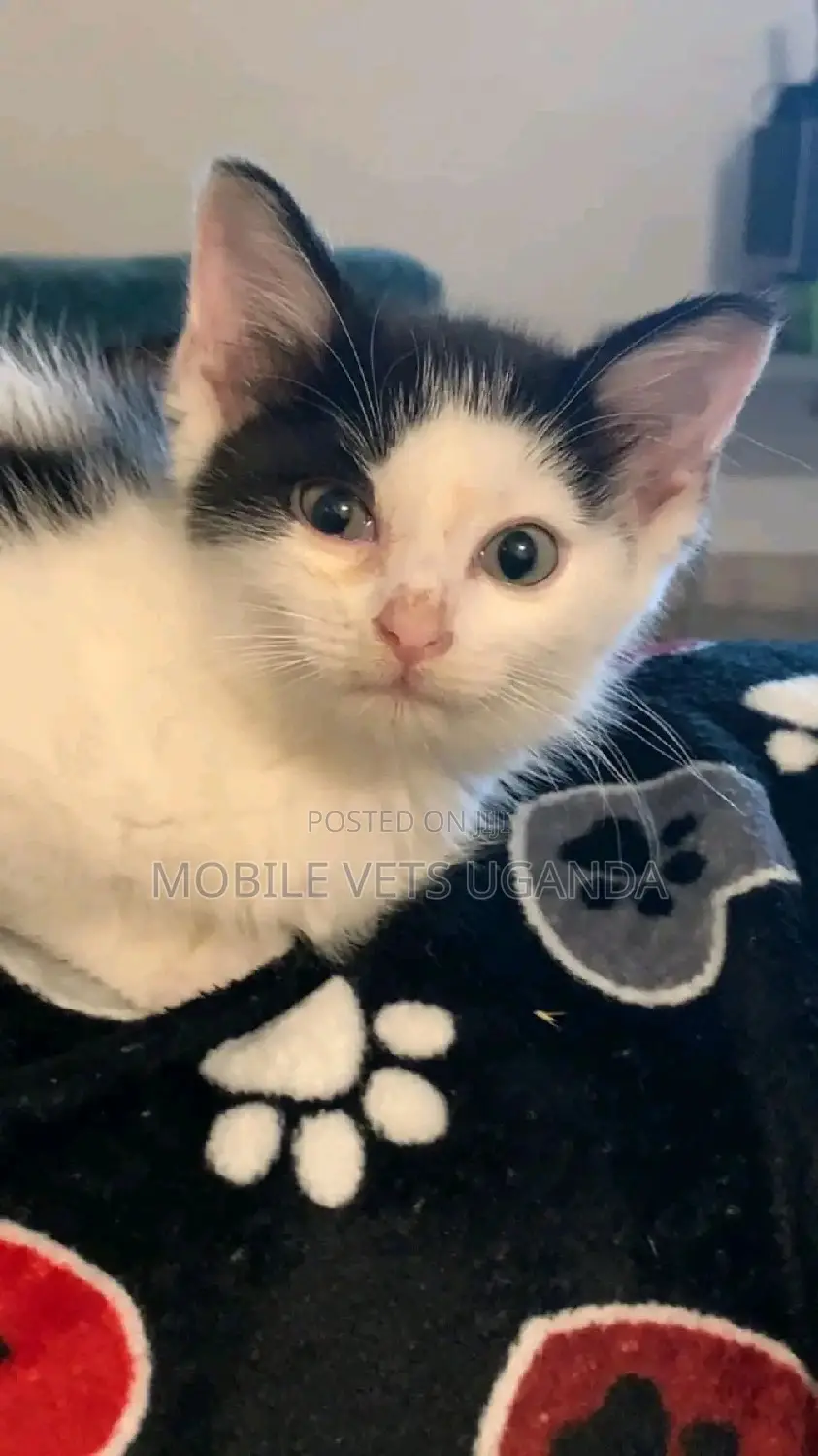 1-3 months Female Purebred British Shorthair