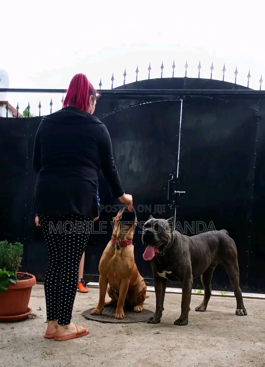 1+ year Female Purebred Boerboel