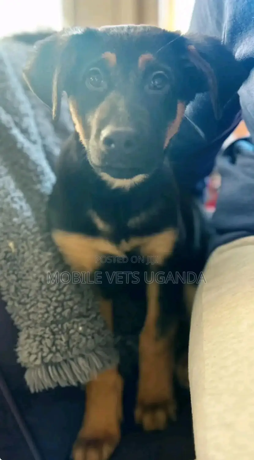1-3 months Female Purebred German Shepherd