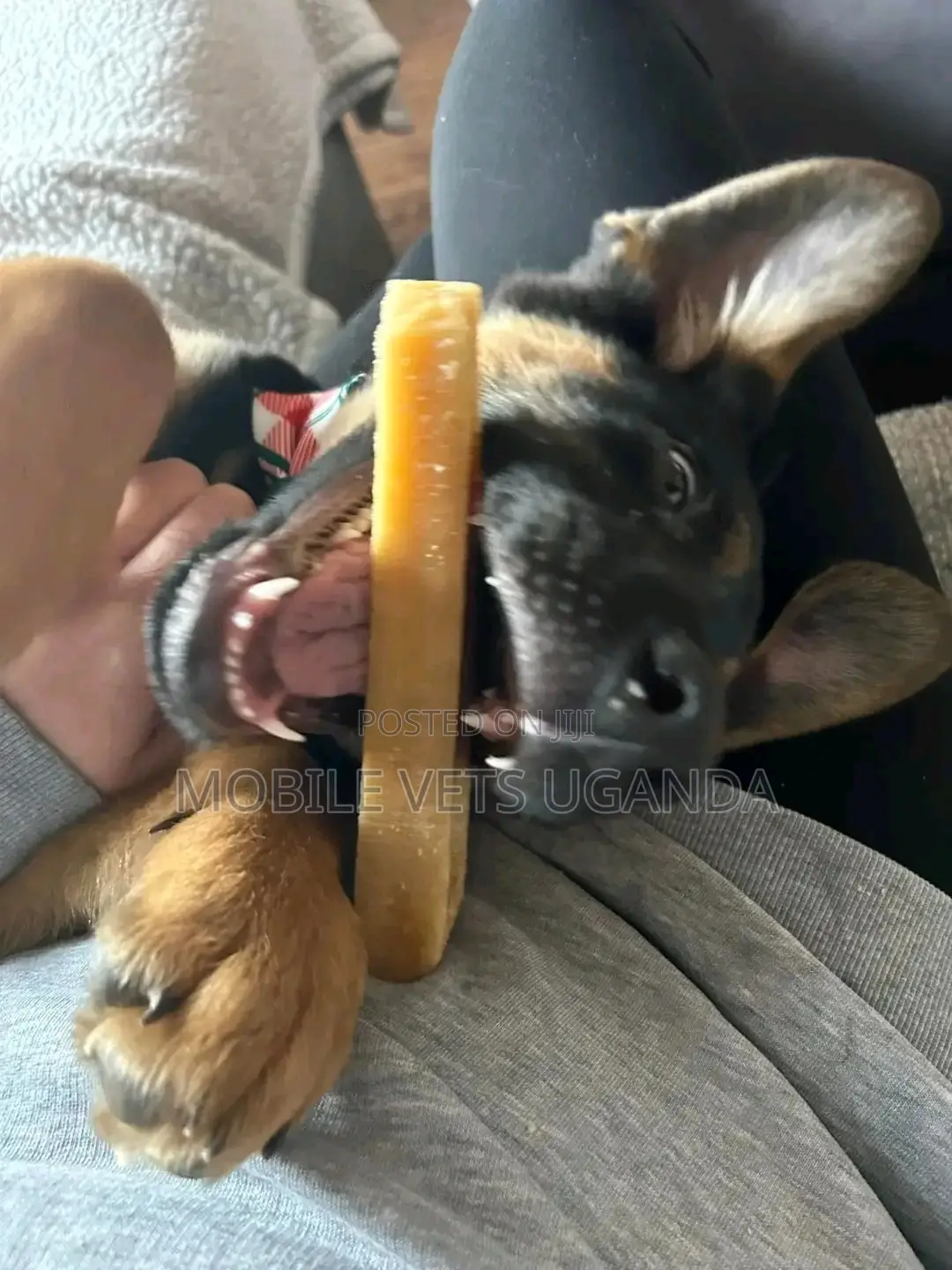 1-3 months Male Purebred German Shepherd
