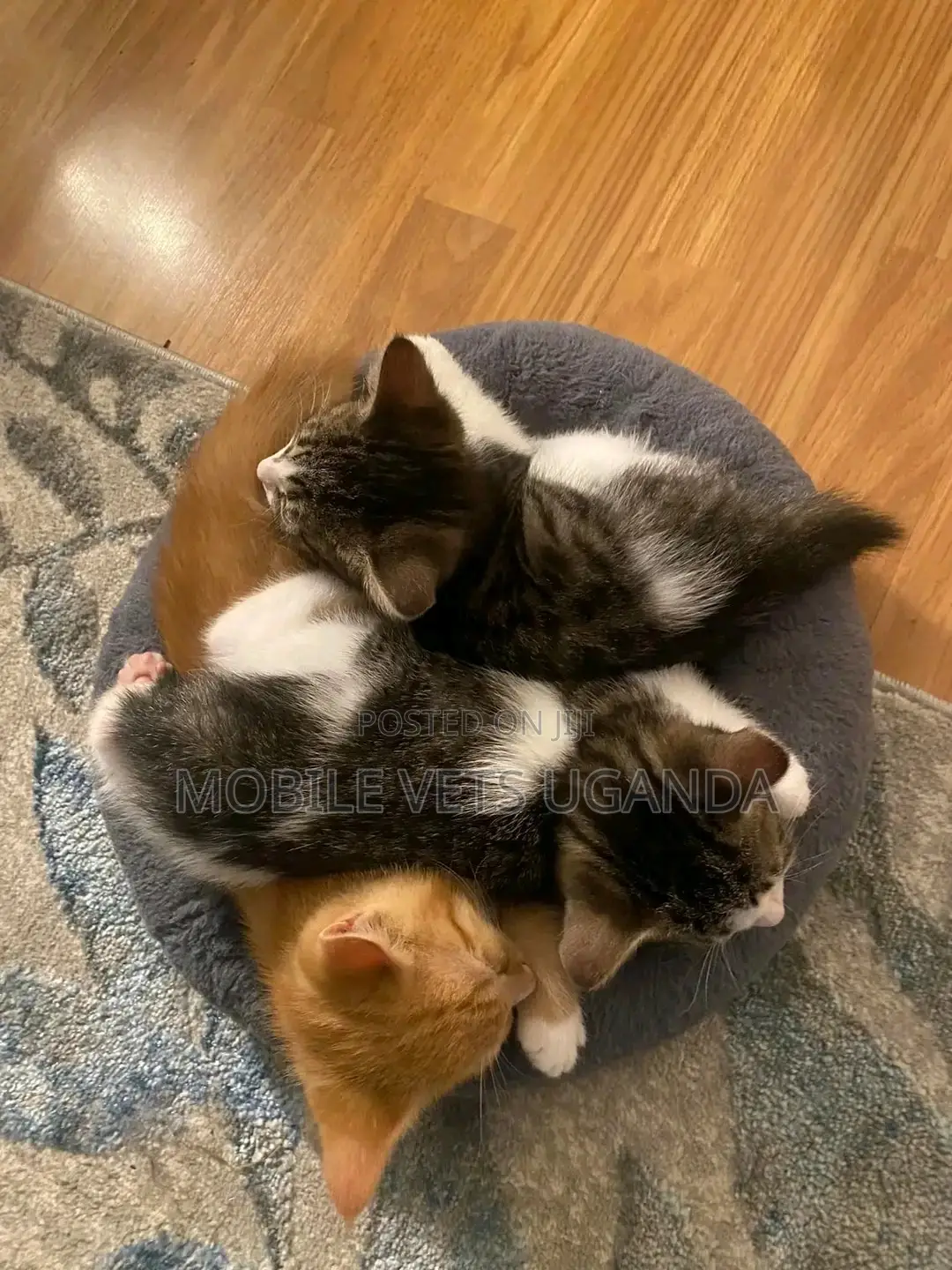 0-1 month Female Purebred Ragdoll