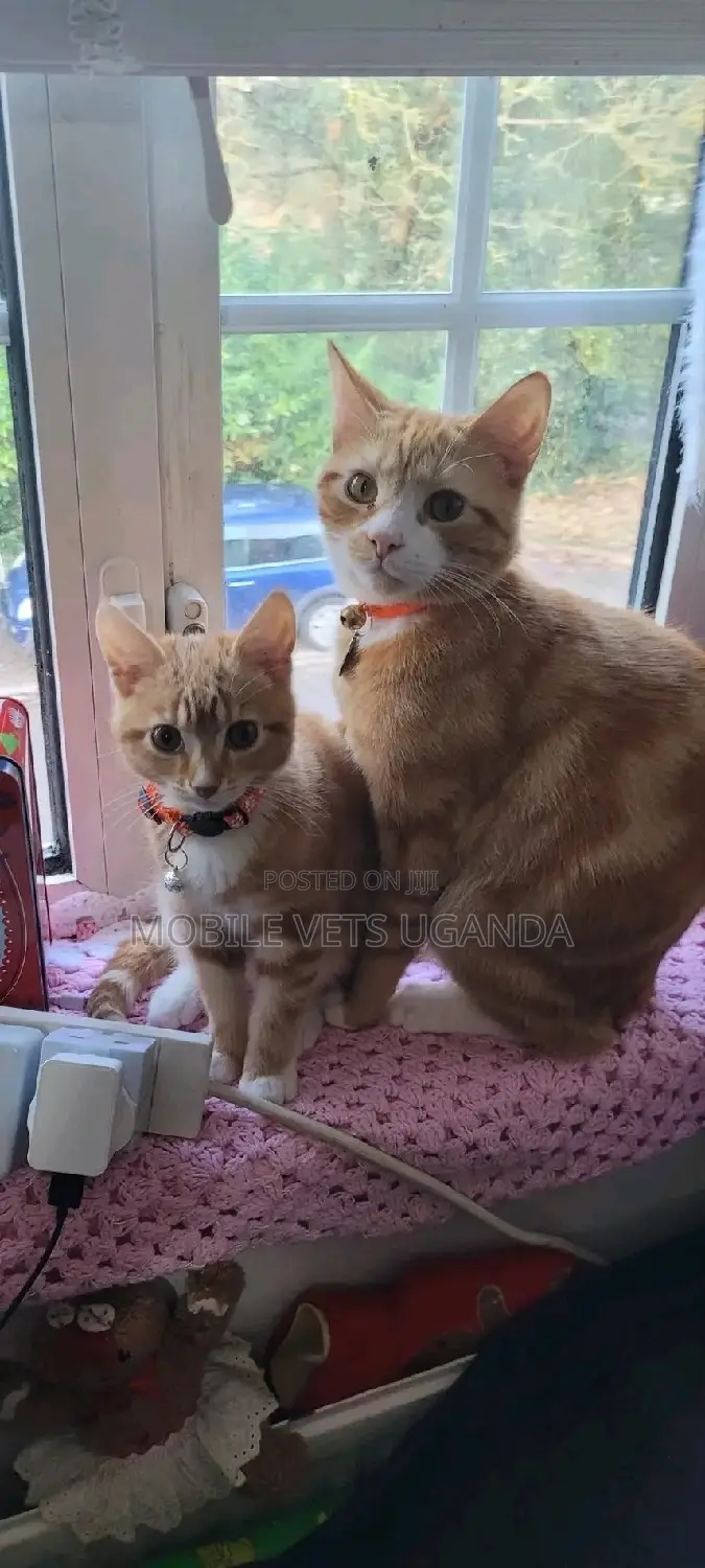 1-3 months Female Purebred American Curl