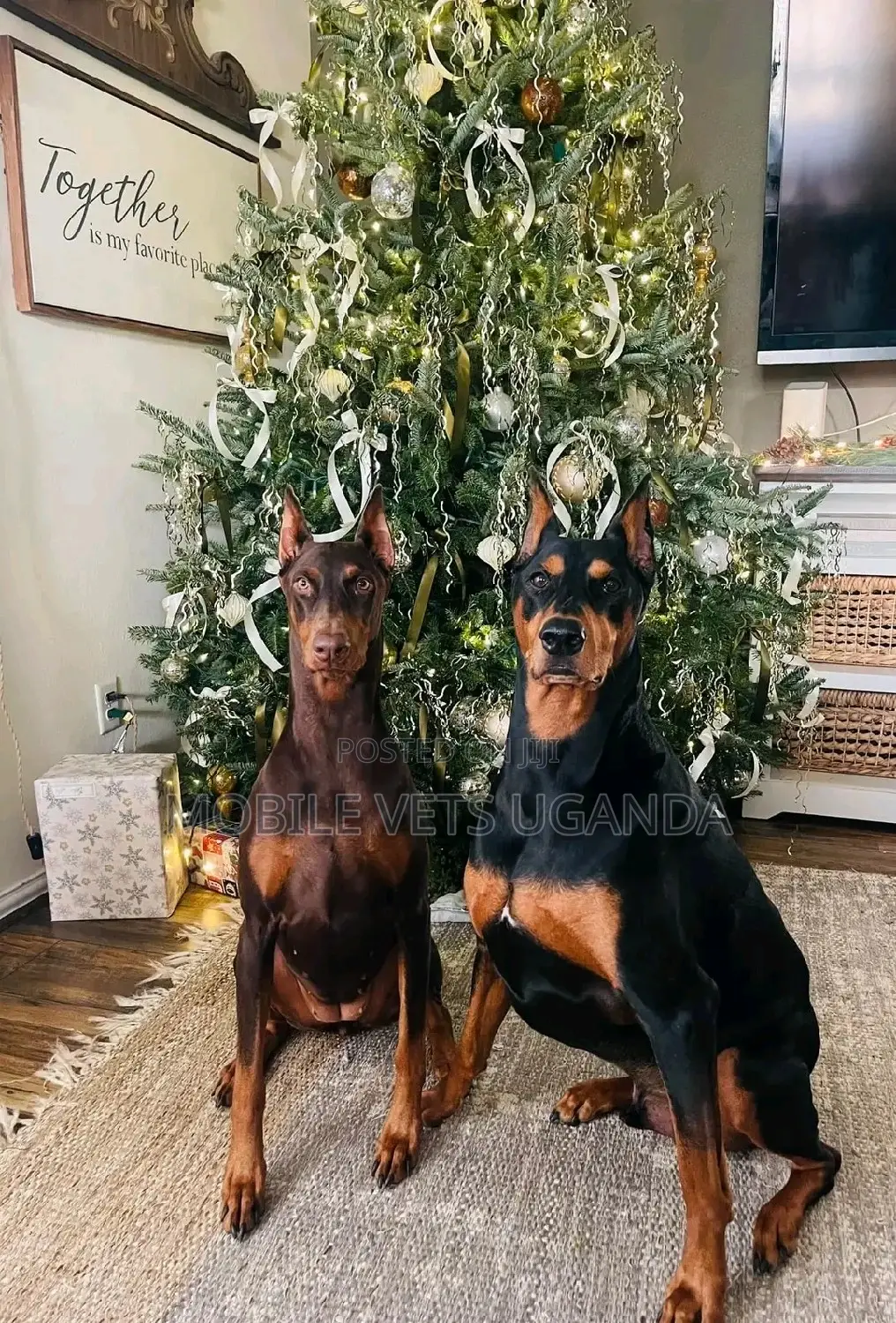 6-12 months Male Purebred Doberman Pinscher