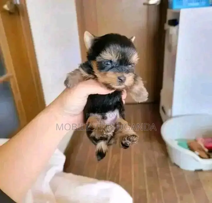 1-3 months Male Purebred Chinook