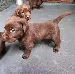 0-1 month Female Purebred Labradoodle