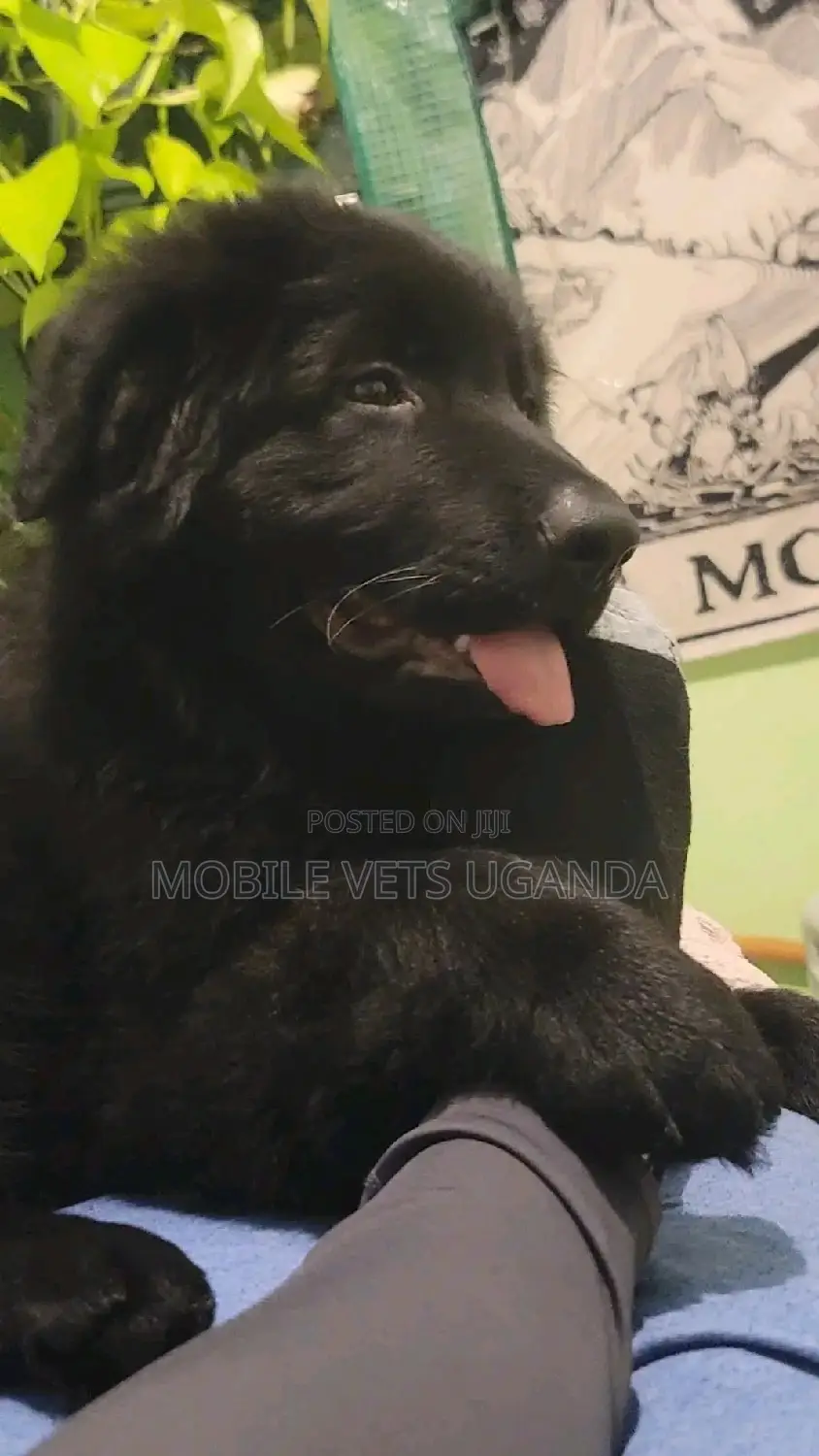 1-3 months Male Purebred German Shepherd
