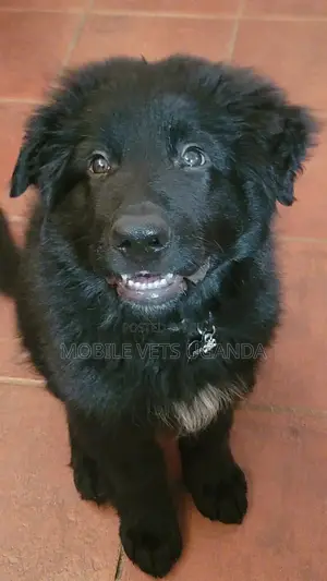 3-6 months Female Purebred German Shepherd