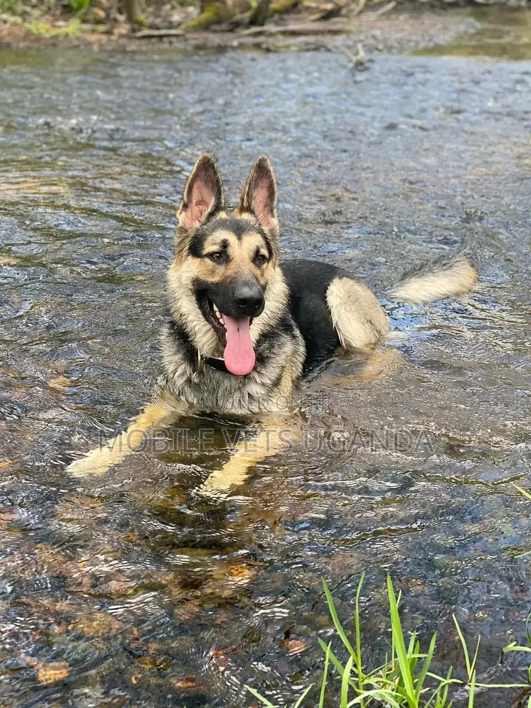 6-12 months Male Purebred German Shepherd