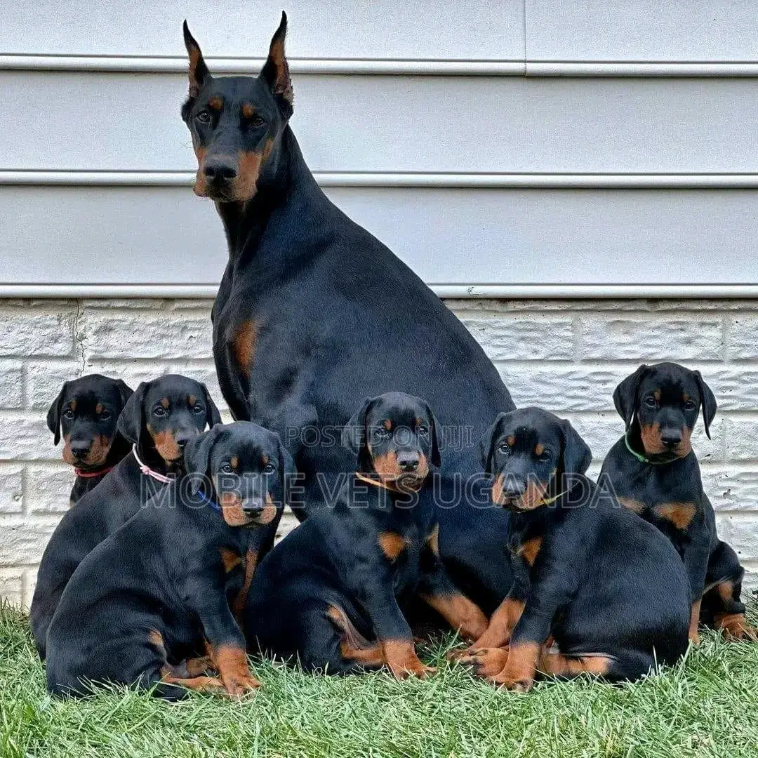 1-3 months Female Purebred Doberman Pinscher