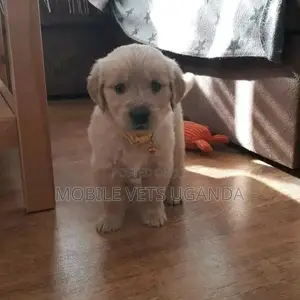 0-1 month Male Purebred Golden Retriever