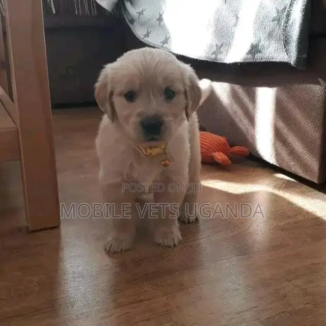0-1 month Male Purebred Golden Retriever