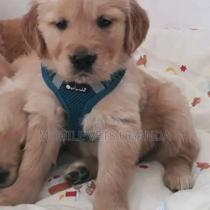 1-3 months Male Purebred Golden Retriever