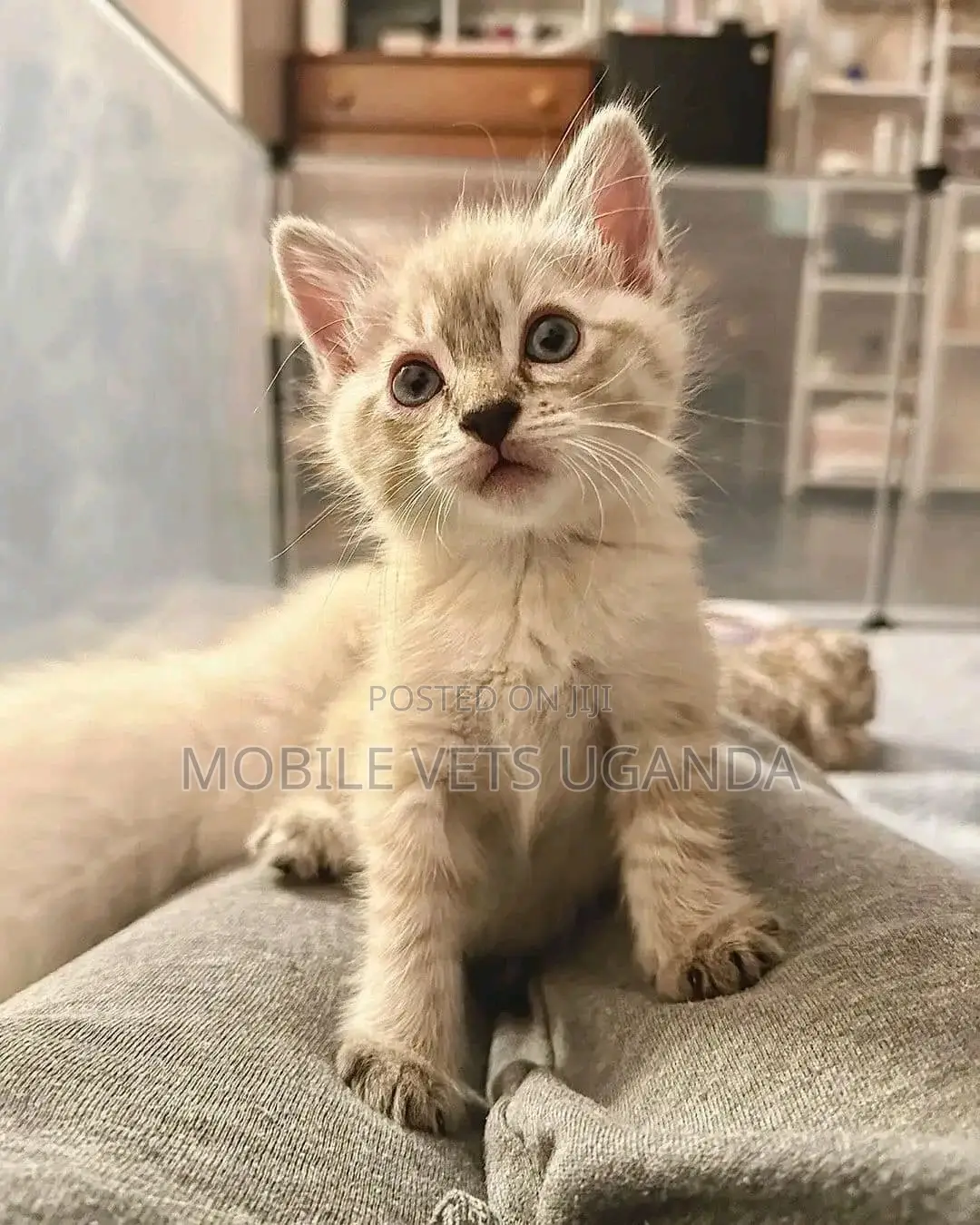 1-3 months Female Purebred American Bobtail