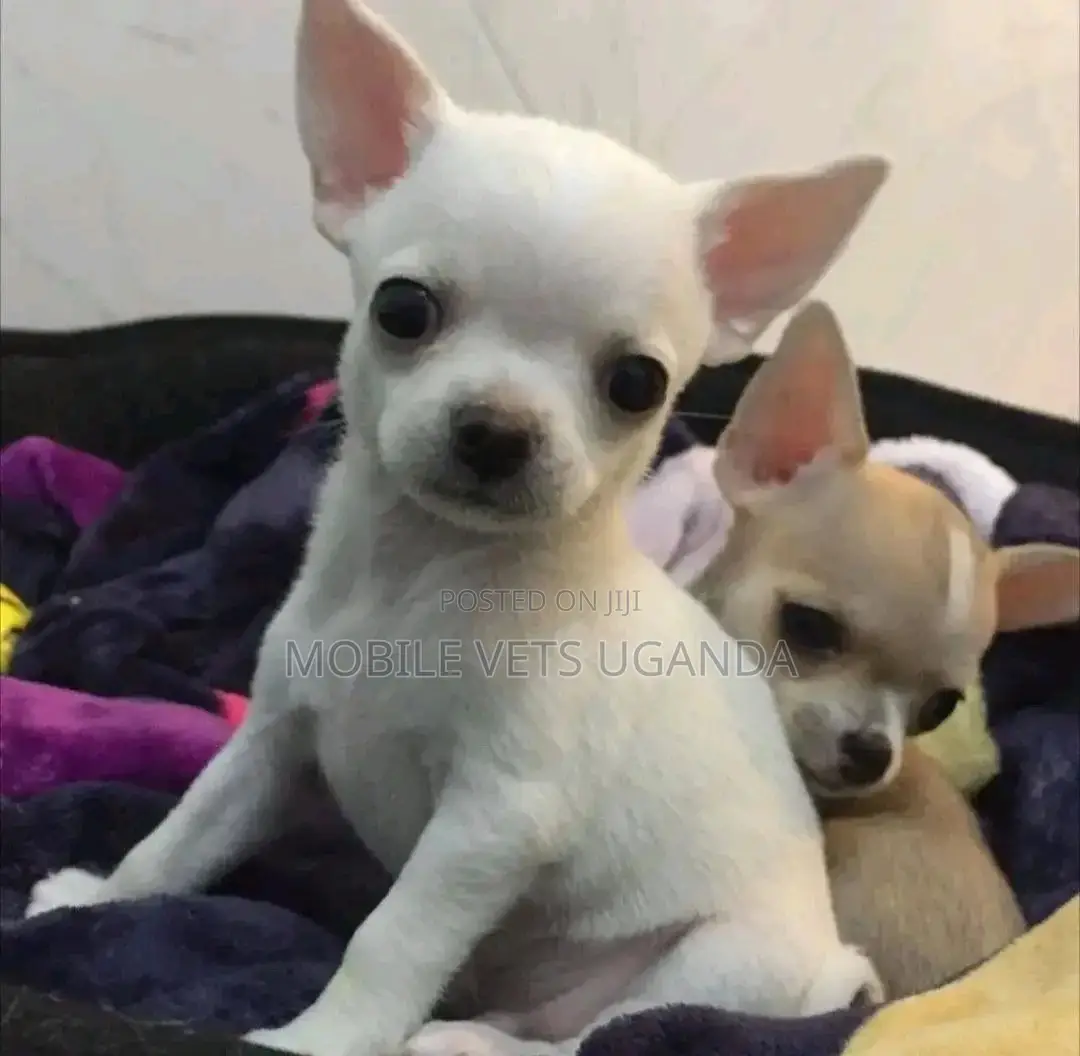 1-3 months Male Purebred Chihuahua