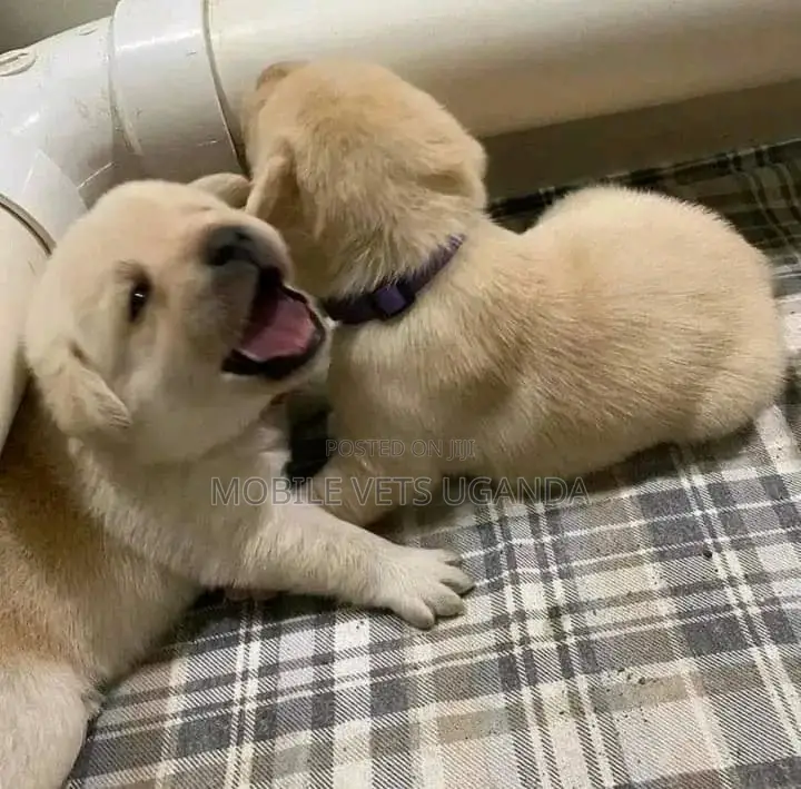 0-1 month Male Purebred Golden Retriever