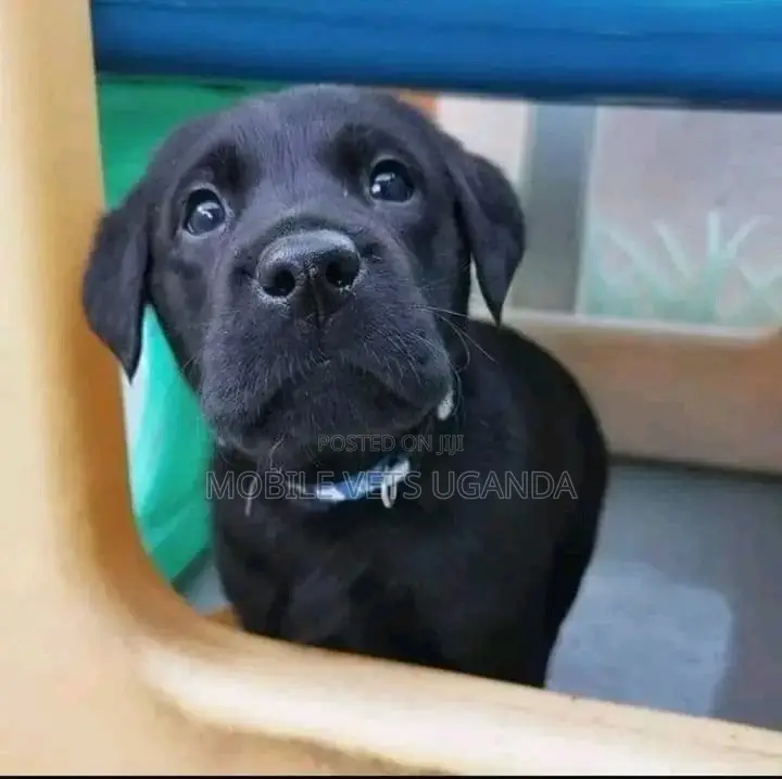 1-3 months Male Purebred Labradoodle