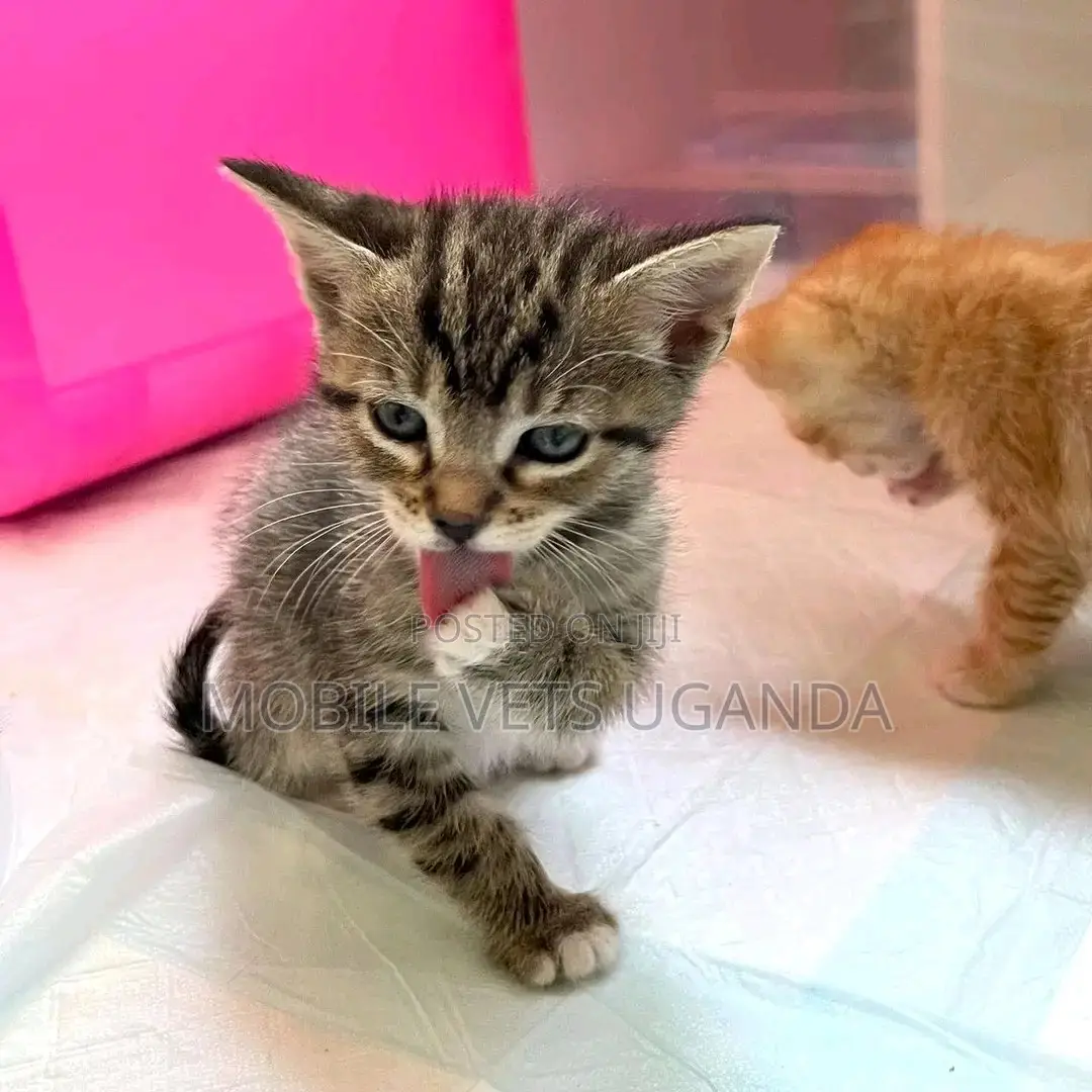 0-1 month Male Purebred American Curl