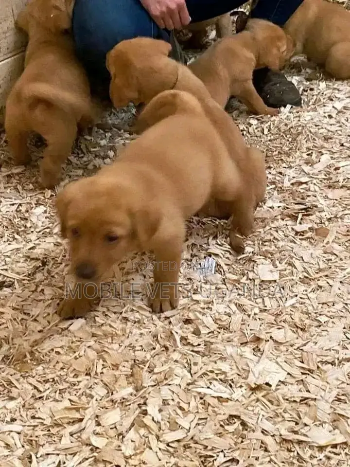 1-3 months Female Purebred Golden Retriever