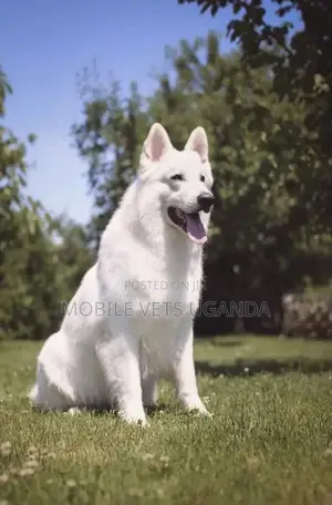 1+ year Male Purebred German Shepherd