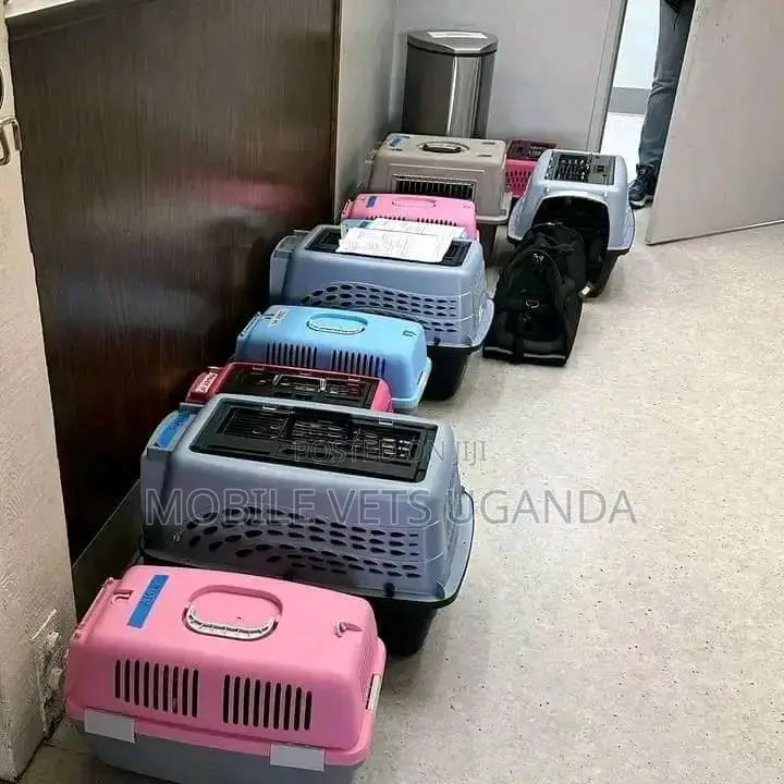 Dog and Cat Cage