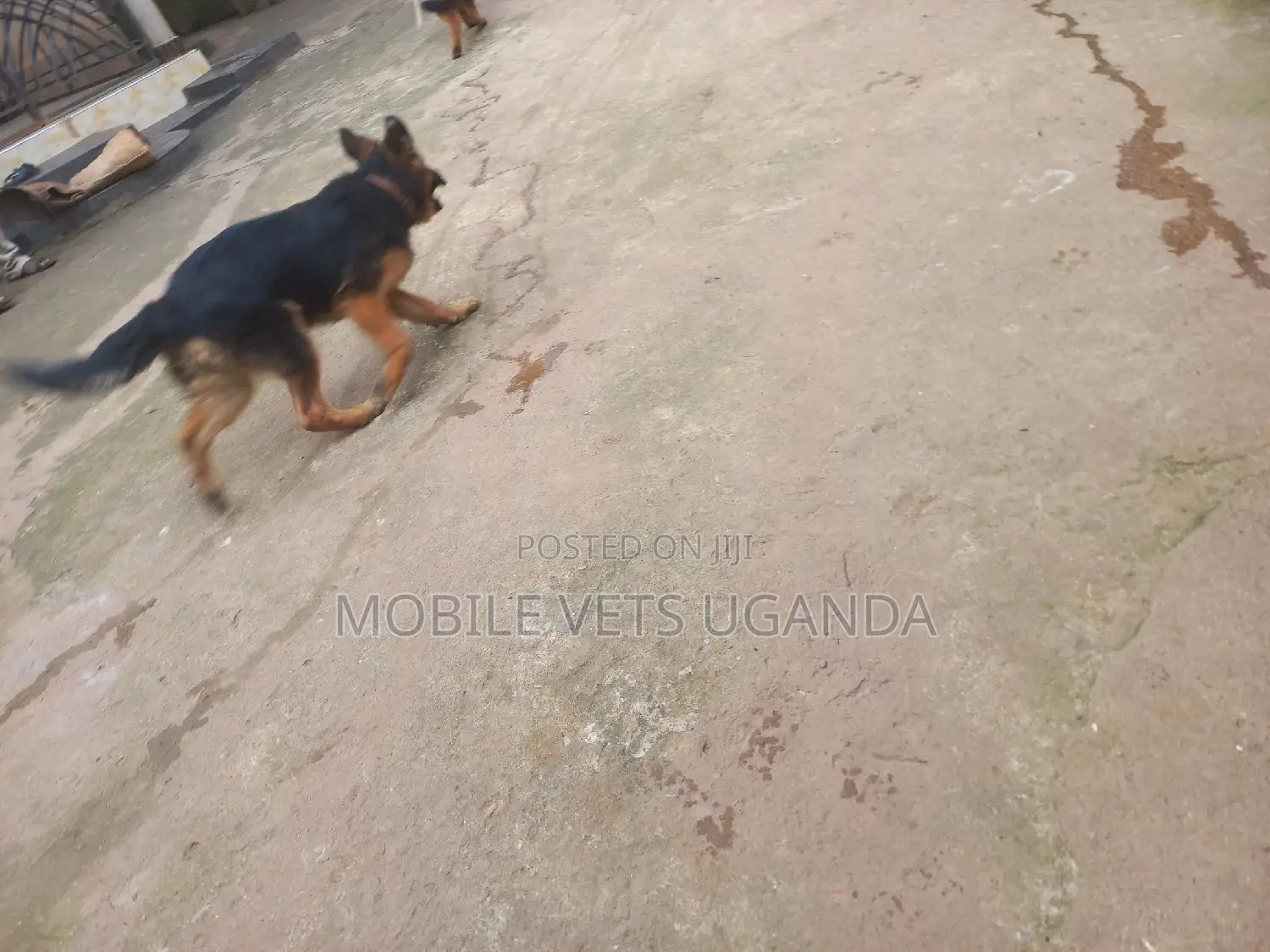 3-6 months Male Purebred German Shepherd