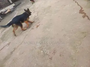 3-6 months Male Purebred German Shepherd