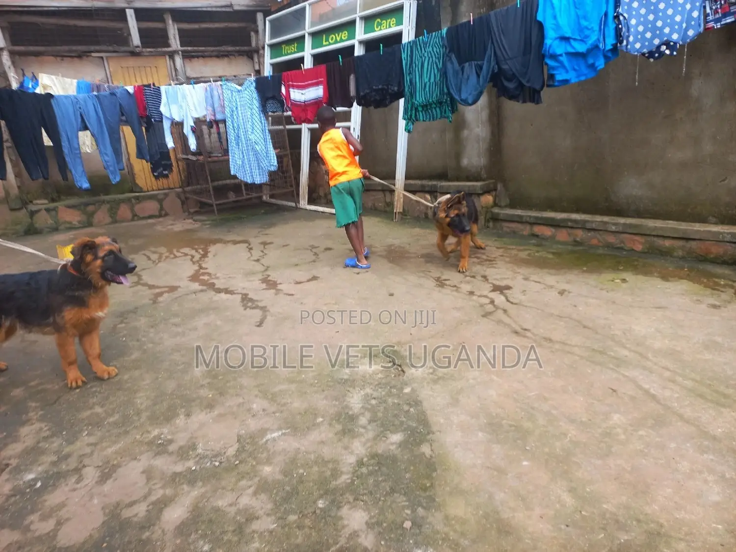 3-6 months Female Purebred German Shepherd