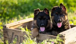 1-3 months Female Purebred German Shepherd
