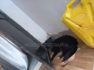 3-6 months Male Purebred German Shepherd