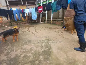 3-6 months Female Purebred German Shepherd