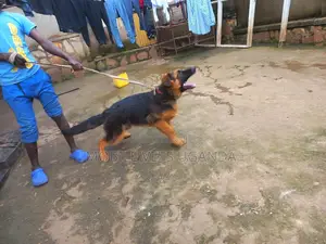 1-3 months Female Purebred German Shepherd